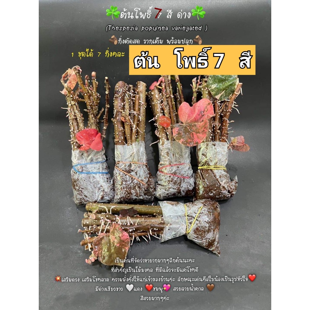 7กิ่ง-ขาย-กิ่งพันธุ์-กิ่ง-ต้นโพธิ์-7สี-ต้นโพธิ์เจ็ดสี-ต้นโพธิ์7สี-โพธิ์7สี-โพธิ์เจ็ดสี-วรรณคดี