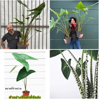 (ขาย ต้นพันธุ์) ต้น อโลคาเซีย ซีบริน่า Alocasia zebrina อโลคาเซียซีบริน่า อโลคาเซียม้าลาย ศรุต