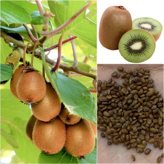 เมล็ดพันธุ์กีวี่ Kiwi seeds เมล็ดกีวี่นำเข้าแท้ 20-100 เมล็ด