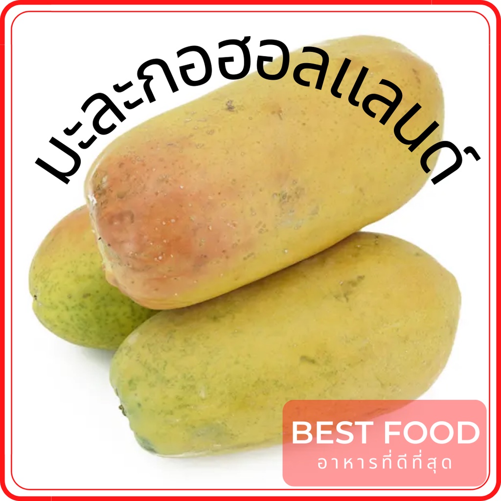 มะละกอฮอลแลนด์-holland-papaya