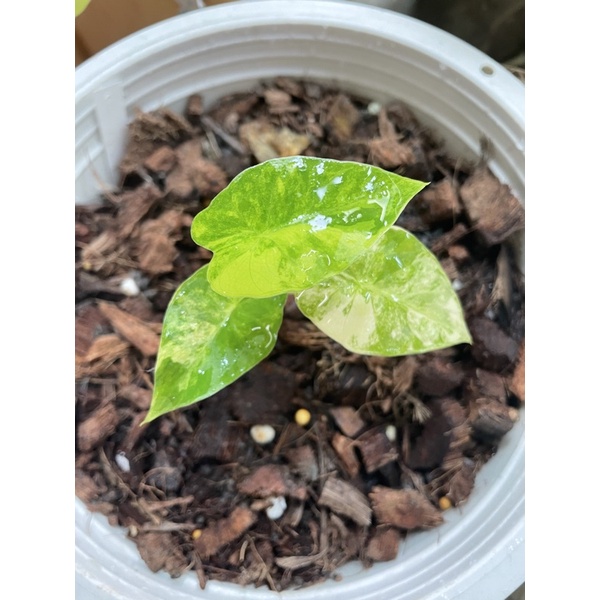 อโลคาเซียหูช้างด่างเหลือง-alocasia-gageana-aura-variegated