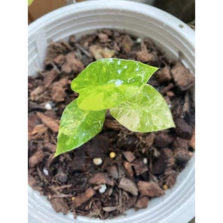 อโลคาเซียหูช้างด่างเหลือง alocasia gageana aura variegated