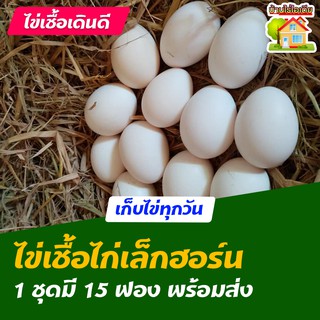 สินค้า ไข่เชื้อไก่เล็กฮอร์น สำหรับการฟัก 15 ฟอง
