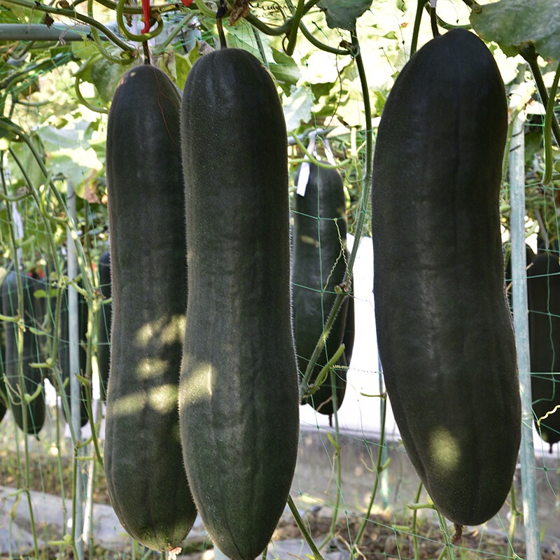 เมล็ดพันธุ์ฟักเขียว-เมล็ด-winter-melon-seeds-vegetable-seeds-เมล็ดพันธุ์ผัก-ผักอ-นี่มันเมล็ดพืช-ไม่ใช่พืช