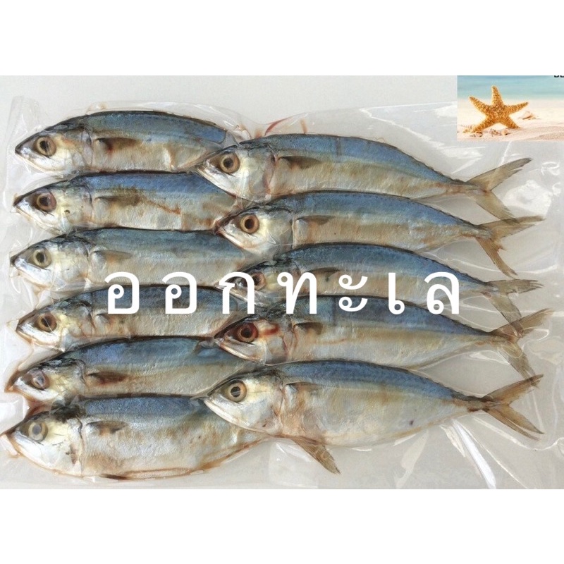 ภาพหน้าปกสินค้าปลาทูหอมขาว  แม่กลอง เค็มน้อยกว่าปลาทูหอม แพ็คละ 11 ตัว 100 บาท(อ่านลายละเอียด )