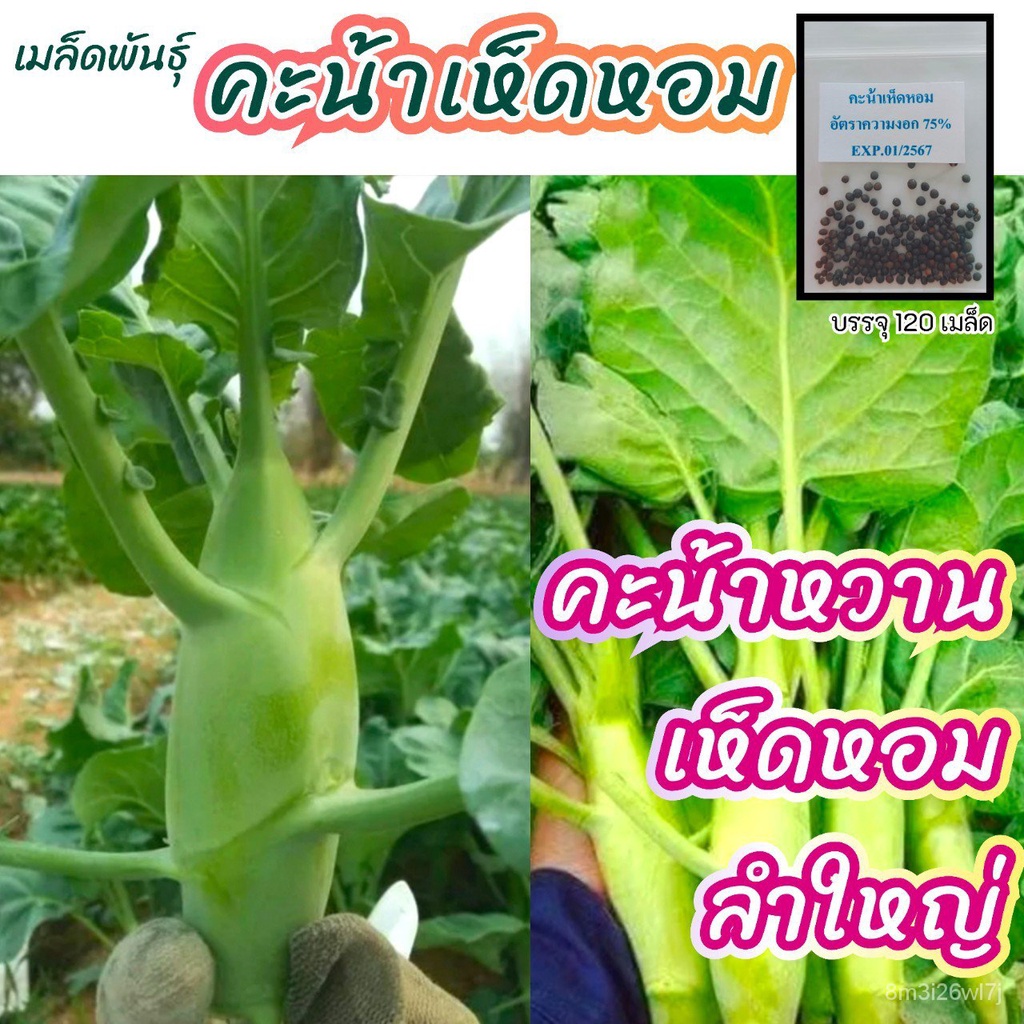 เมล็ดพันธุ์-ถูก-คละ-เมล็ดพันธ์-คะน้าเห็ดหอม-120-เมล็ด-คะน้าหวาน-ลำใหญ่-พันธุ์คะน้าฮ่องกง-เมล็ดผัก-เมล็ดพันธุ์ผัก-ugvk