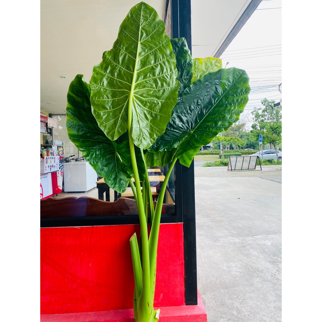 บอนกระดาดเขียว-หรือบอนกระดาดยักษ์-ไม้ฟอกอากาศ-พร้อมกระถาง-ขนาด4-นิ้ว