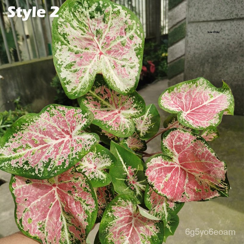 ผู้จำหน่ายเมล็ดพันธุ์-20pcs-rare-plant-caladium-bicolor-seeds-bonsai-plant-seeds-50-เมล็ด-ไม่ใช่พืช