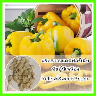 พร้อมส่ง❗ รหัส 168 เมล็ดพันธุ์ พริกหวานแคลิฟอร์เนียสีเหลือง - Yellow Sweet Pepperเมล็ดด50 เมล็ด (ไม่ใช่พืชที่มีชีวิต)