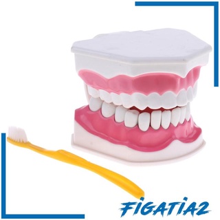 [figatia2] โมเดลฟันมนุษย์ 2 เท่า พร้อมฟันถอดได้ สําหรับการศึกษา