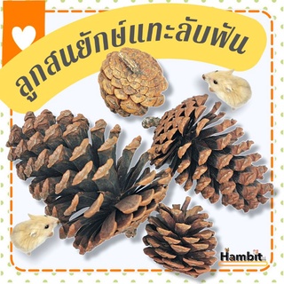 ภาพหน้าปกสินค้าHambit. ลูกสนยักษ์แทะลับฟัน ซึ่งคุณอาจชอบสินค้านี้