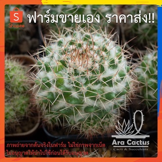 สวนขายเอง! แมมปุยด่าง ไม้ด่างเล็กน้อย Mammillaria marksiana ไซส์กระถาง 2 นิ้ว แคคตัส กระบองเพชร ต้นไม้ประดับ อวบน้ำ