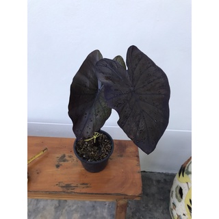 Colocasia Black Coral ☘ 📌ได้สินค้าตามรูป📌อ่านรายละเอียดก่อนสั่งซื้อ