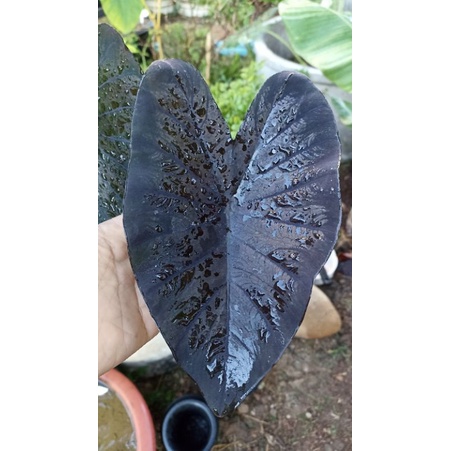 colocasia-hybrid-news