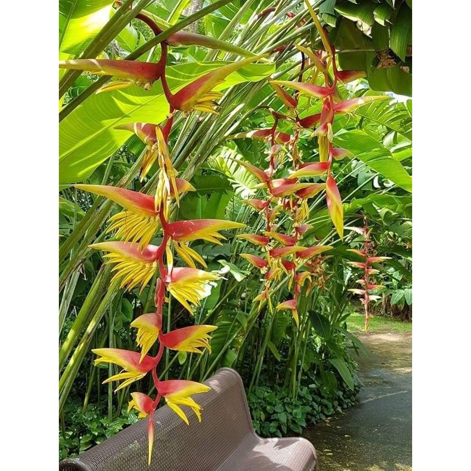 ขาย-เหง้าพันธุ์-มี7สีให้เลือก-ต้นเฮลิโคเนีย-ต้น-เฮลิโคเนีย-heliconia-heliconia-ต้น-ดอก-เหง้า-chaosuan-heliconia