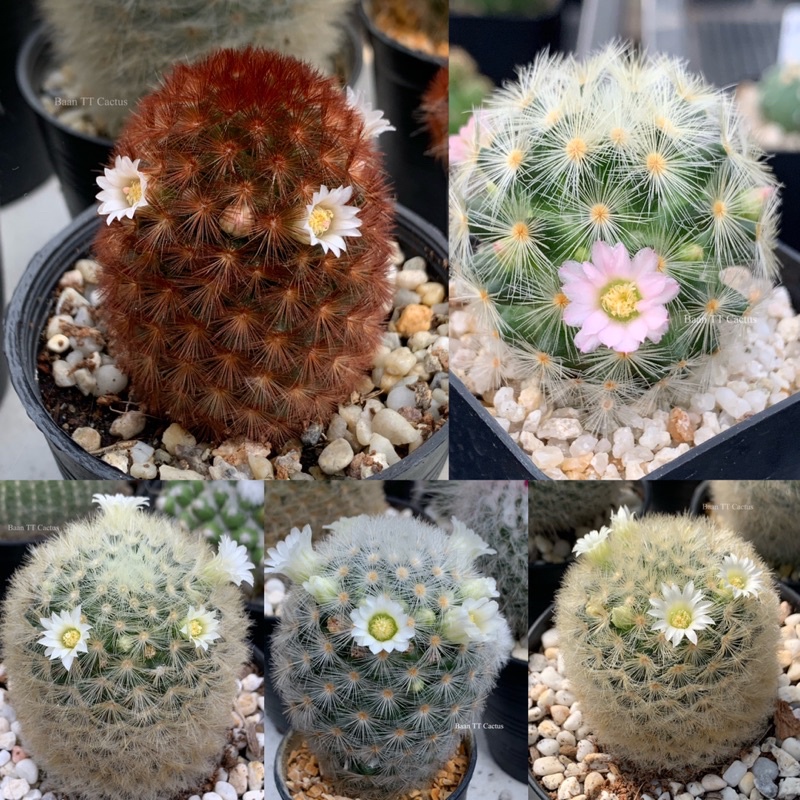 แมมคามิเน่-mammillaria-carmenae