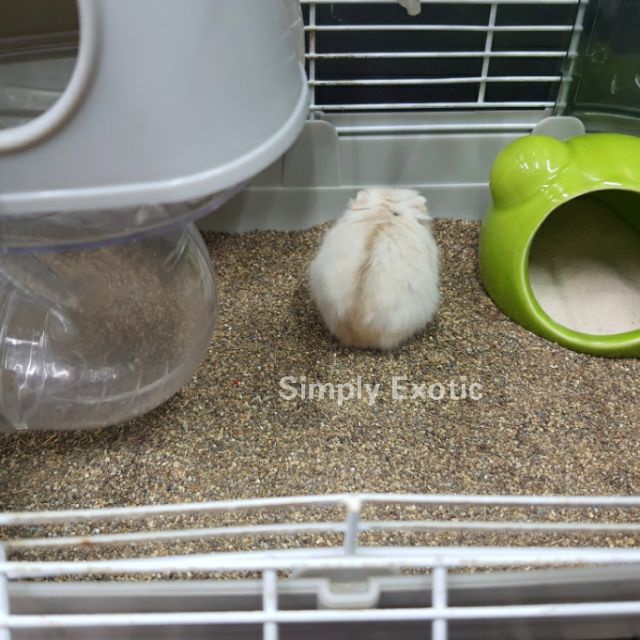 ทรายบัดดี้-buddy-ทรายรองกรงห้องน้ำสำหรับ-exotic-pet-สินค้าแพ็คเกจแบ่งจำหน่าย