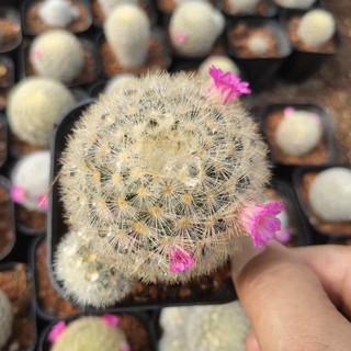 [ถูกสุด] Cactus แมมขนนกเหลือง ดอกแดง ไม้เมล็ด กระบองเพชร แคคตัส