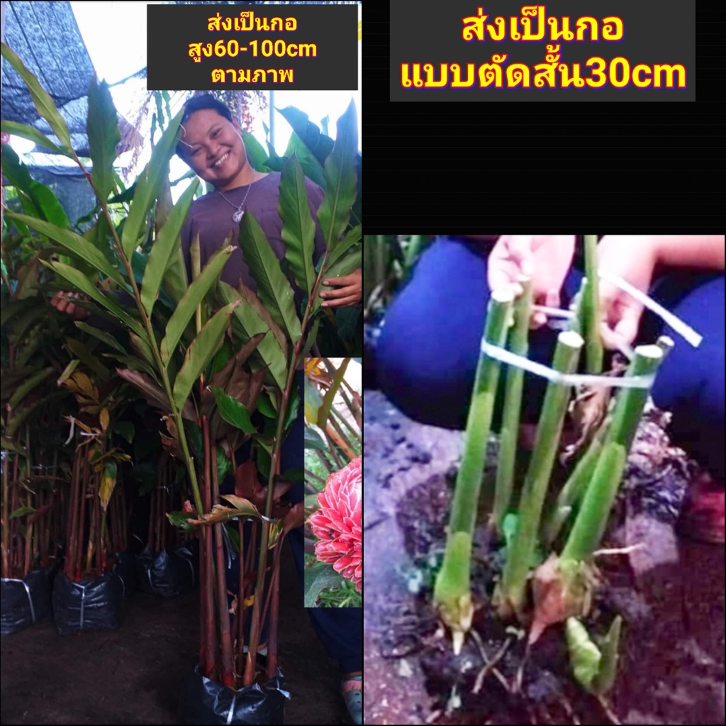 1กอ-ต้น-เหง้า-หน่อ-ดอก-ดาหลา-ต้นดาหลา-สี-แดง-ขาว-ชมพู-torch-ginger-tinutda