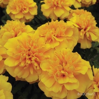 ถูก ใหม่ สายพันธุ์เมล็ดพันธุ์ ดาวเรือง ฝรั่งเศส สีเหลือง (FRENCH MARIGOLD)บรรจุ 20 เมล็ด LKJN