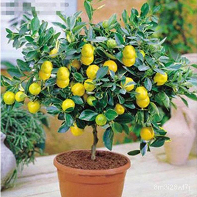 ถูก-ใหม่-สายพันธุ์ปลูกง่าย-ปลูกได้ทั่วไทย-20-pcs-lemon-bonsai-lemon-tree-seed-rare-fruit-tree-for-home-garden-courtya-xu