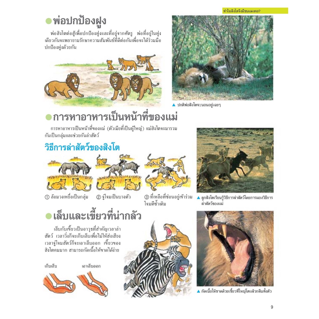 สารานุกรมรูปภาพสำหรับเด็ก-ปริศนาสัตว์