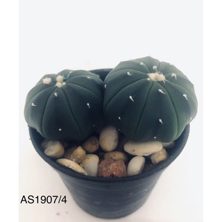 แคคตัส แอสโตร Astrophytum asterias กระถาง 2 ต้น