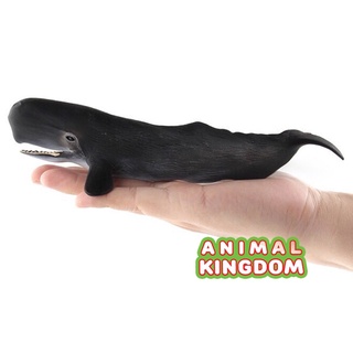 Animal Kingdom - โมเดลสัตว์ ปลาวาฬสเปิร์ม ขนาด 20.50 CM (จากสงขลา)