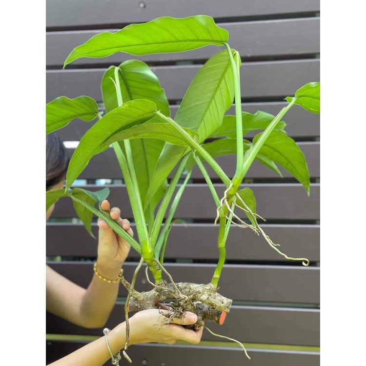 ขาย-กิ่งพันธุ์-กิ่ง-ฟิโลใบพาย-philodendron-สวนและบ้าน