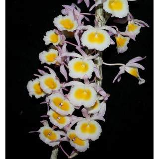 กล้วยไม้หวายเอื้องสายน้ำผึ้งลาว Dendrobium primulinum  1 ต้นดอกหอมมาก