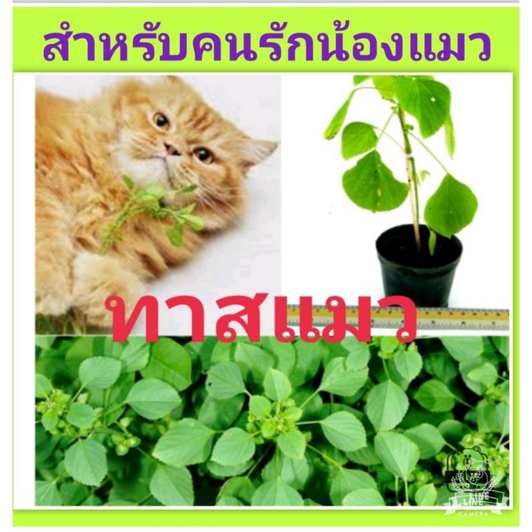 ต้นตำแยแมว-ต้นกัญชาแมว-ชุดล่ะ-20-ต้น