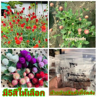 (ขาย เมล็ด ) ต้น ดอก เมล็ด บานไม่รู้โรย บานมิรู้โรย Amaranth สี แดง ชมพู ขาว ม่วง  พีช เมล็ดพันธุ์ดอกไม้สวยงาม