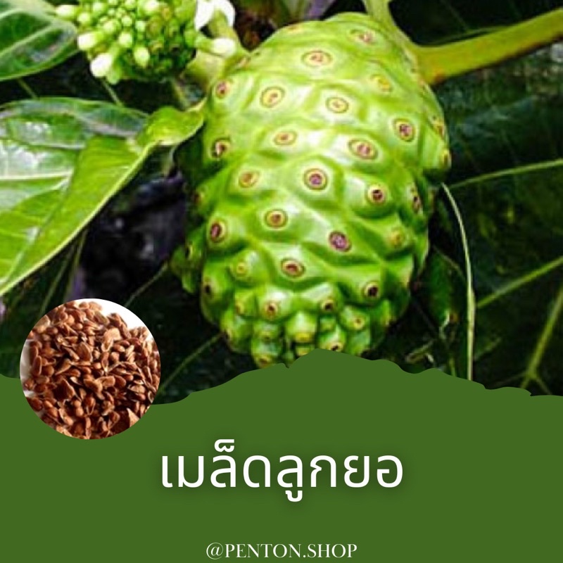 เมล็ดพันธุ์ลูกยอ-5เมล็ด-ขั้นต่ำ-สินค้าภายในร้าน30บาทขึ้นไปค่ะ