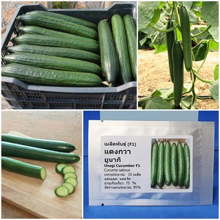 เมล็ดพันธุ์ แตงกวา ยูนากิ (Unagi Cucumber F1 Seed) บรรจุ 10 เมล็ด คุณภาพดี 50 เมล็ด (ไม่ใช่พืชที่มีชีวิต)