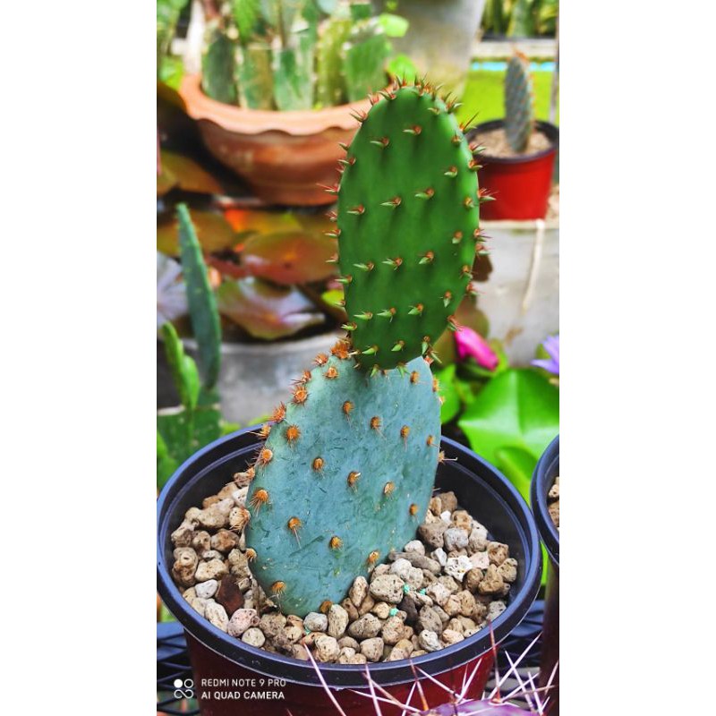 opuntia-acciculata-dollar