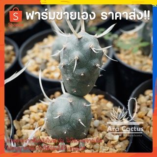 สวนขายเอง! หนามกระดาษ Tephrocactus articulatus ไซส์กระถาง 2 นิ้ว แคคตัส กระบองเพชร ต้นไม้ประดับ อวบน้ำ  แคนตัส ตะบองเพชร