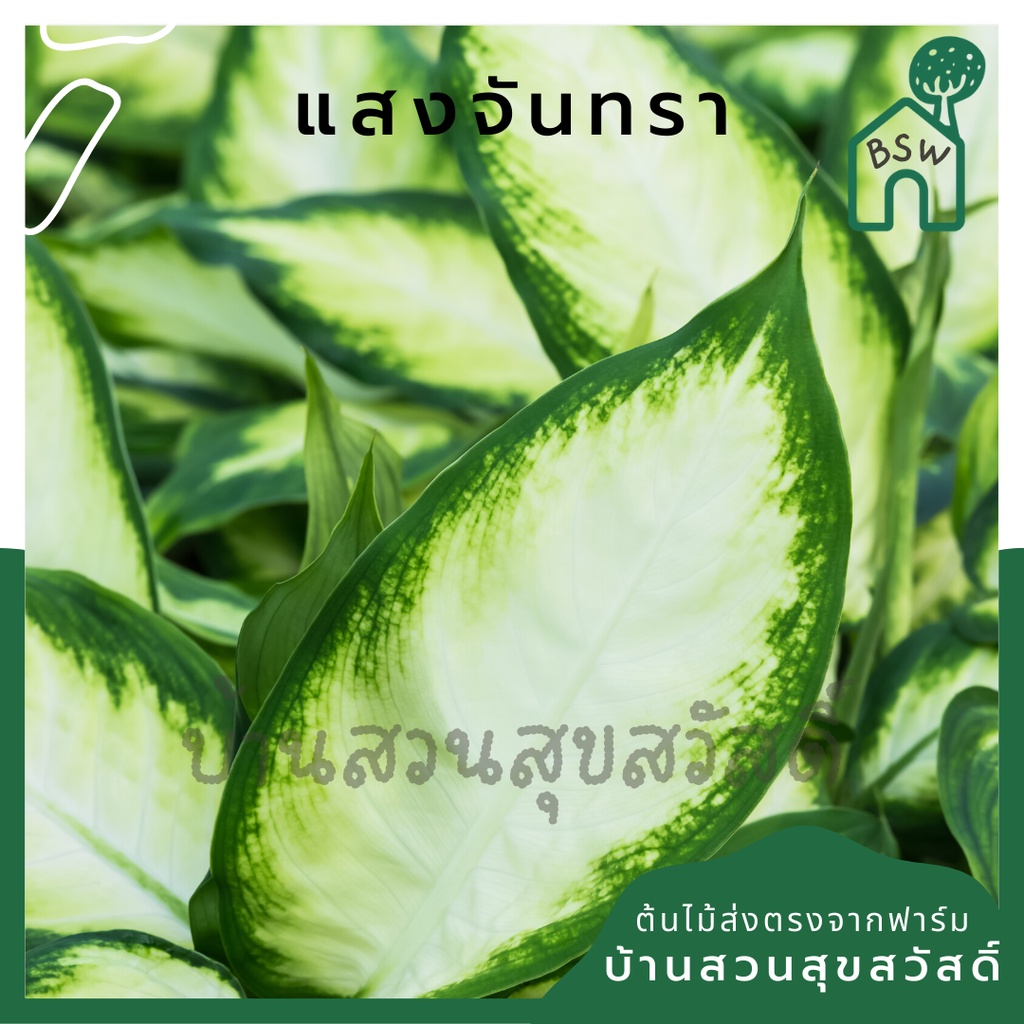 แสงจันทรา-มาในกระถางพร้อมตั้ง