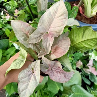 ❤️ (1/11/65) Syngonium Pink Spot 🌱 พิ้งค์สปร์อต สีชมพู  ด่างสวยๆ 🌱 ไม้ฟอกอากาศ ไม้ด่าง 🌱 [SPS]