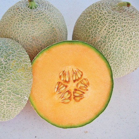 ภาพสินค้าเมล็ดพันธุ์ เมล่อน ท็อปมาร์ค (Top Marks Melon Seed) บรรจุ 40 เมล็ด คุณภาพดี ราคาถูก 100% จากร้าน ppshopth บน Shopee ภาพที่ 1