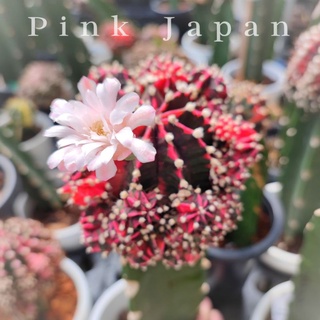 หน่อด่างสวยเด็ดสดPink Japan⭐หน่อใช้กราฟ ใช้ชำหน่อ⭐