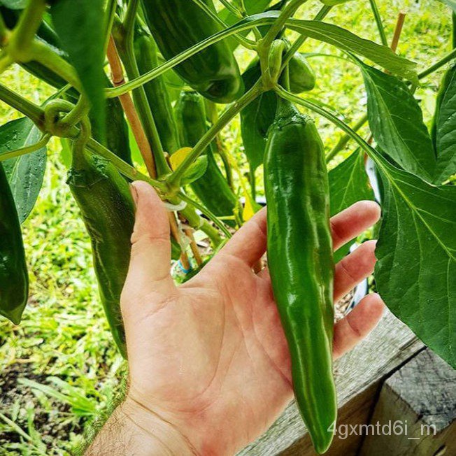 ผู้ค้าส่งเมล็ดพันธุ์-พริกใหญ่ที่สุดในโลกถูกที่สุด-9-บ-เมล็ดพันธุ์พริก-big-jimงอกง่าย-ผลใหญ่ยักษ์นำเข้าจากต่างประเทศ