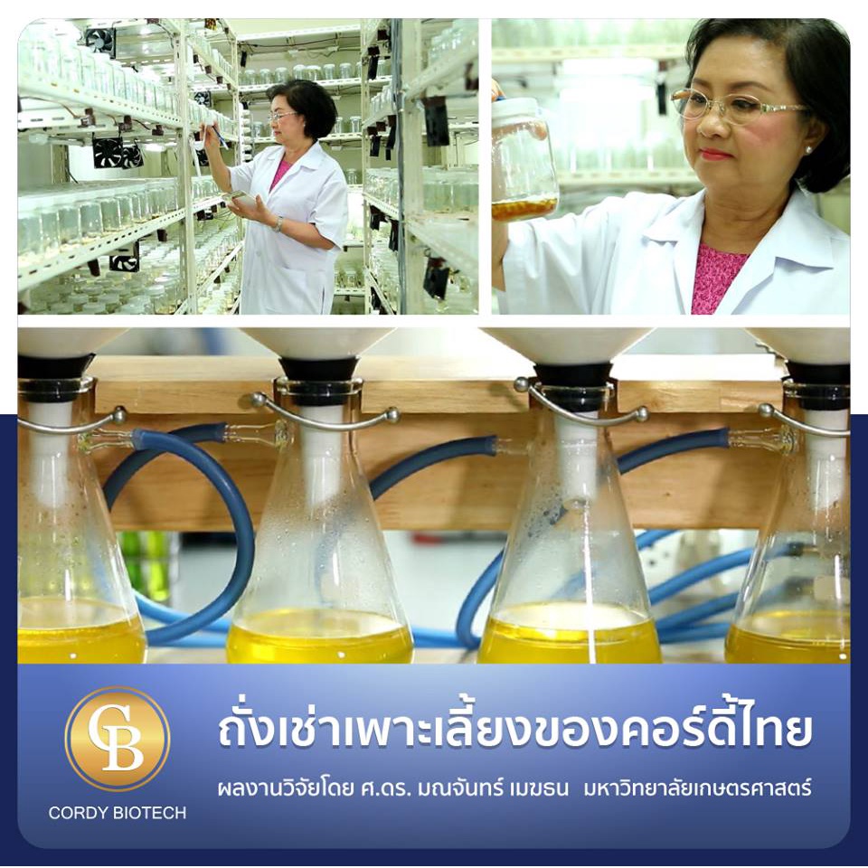 ถั่งเช่าคอร์ดี้ไทย-ถั่งเช่า-ม-เกษตร-cordythai-1-กระปุก-60-แคปซูล-ฟรี-ผ้าห่มผืนใหญ่-1-ผืน-คละสี