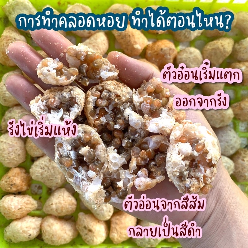 สั่ง-5-รังขึ้นไป-ไข่หอยโข่งใต้แท้นครศรี-คุณภาพดี-ลูกโตเกือบ-2-เท่า