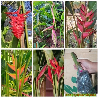 (1หน่อ) มี5สีให้เลือก ต้น เฮลิโคเนีย heliconia เหง้า Pimvimon หน่อ Beefsteak บีฟสเต๊ก บีฟสเต็ก Purpure คาวายูชิ kawauchi