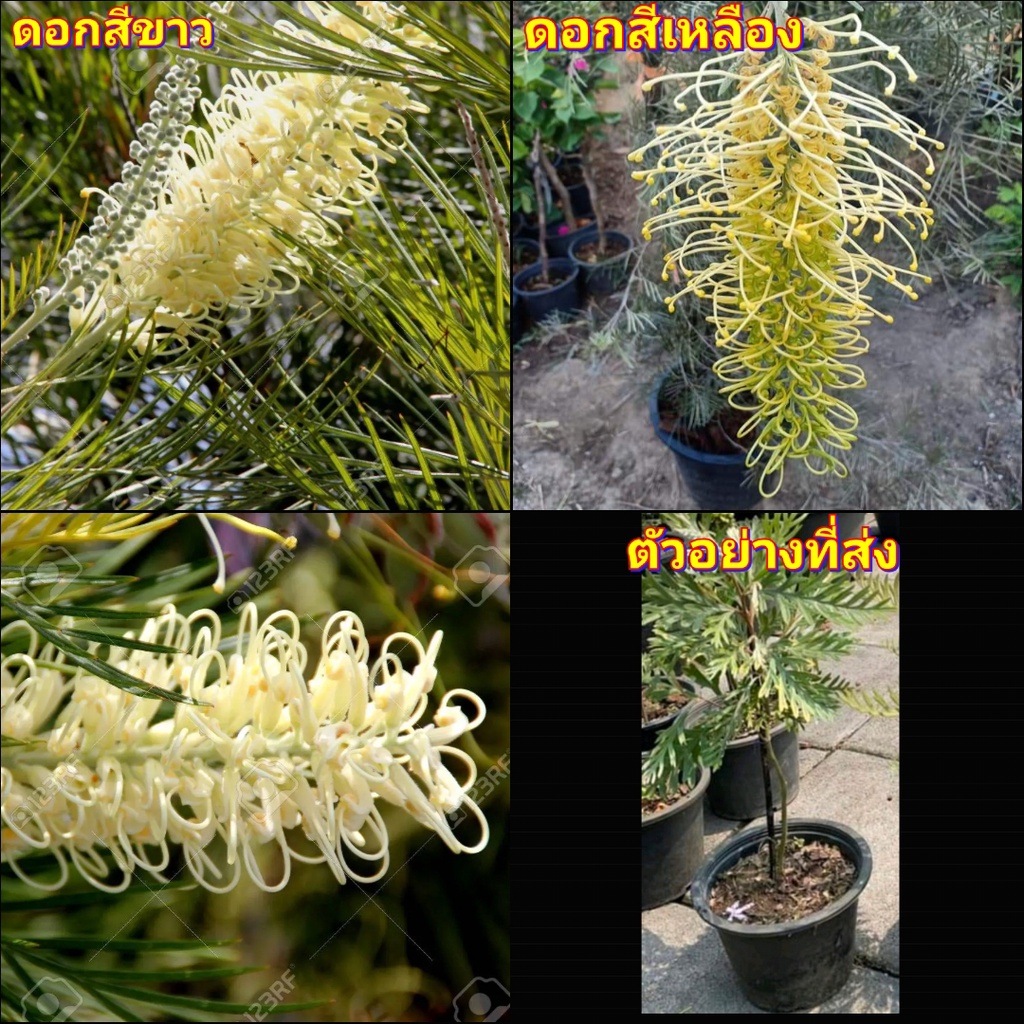 1ต้น-ต้น-ดอก-สนเกรวิลเลีย-สีขาว-สี-ขาว-สีเหลือง-เหลือง-grevillea-ภูษณิศา-ต้นสน-สน