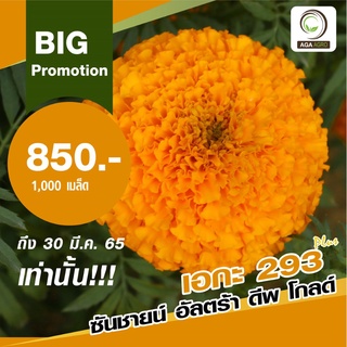 AGA SHOP เมล็ดพันธุ์ดาวเรือง ซันชายน์พลัส 100 เมล็ด