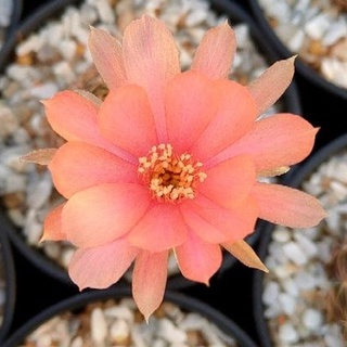 🍑 ใหม่! Cake Cactus Farm กระบองเพชร Lobivia spp. โลบิเวียสีพิเศษ สีพีช peach 🍑