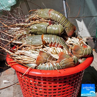 กุ้งมังกรสด 5 กิโล คุ้มกว่านี้มีที่ไหน