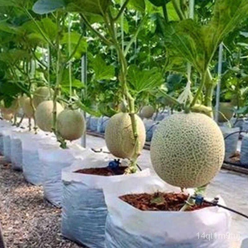 10pcshami-melon-seed-japanese-melon-bonsai-plant-flower-branch-กุหลาบ-สวน-ผู้ชาย-กระโปรง-พาสต้า-บ้านและสวน-ผักกาดหอม-แม่