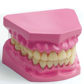 0236ฟันจำลองขนาดเล็ก, หมอฟัน, ของเล่นเสริมพัฒนาการ, ของเล่น, สื่อการสอน